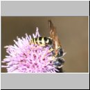 Philanthus triangulum - Bienenwolf m30.jpg